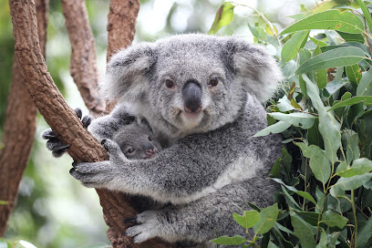 Koala (21)