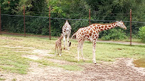 Dickerson Park Zoo